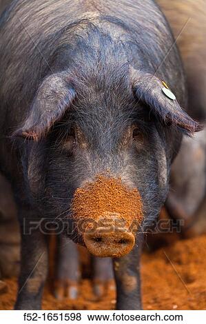 IBERIAN PIG, Sierra de Aracena Natural Park, Huelva, Andalucia, Spain, Europe View Large Photo Image Stock Photo - IBERIAN PIG, Sierra de Aracena Natural Park, Huelva, Andalucia, Spain, Europe. Fotosearch