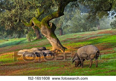 IBERIAN PIG, Sierra de Aracena Natural Park, Huelva, Andalucia, Spain, Europe View Large Photo Image Stock Photo - IBERIAN PIG, Sierra de Aracena Natural Park, Huelva, Andalucia, Spain, Europe. Fotosearch