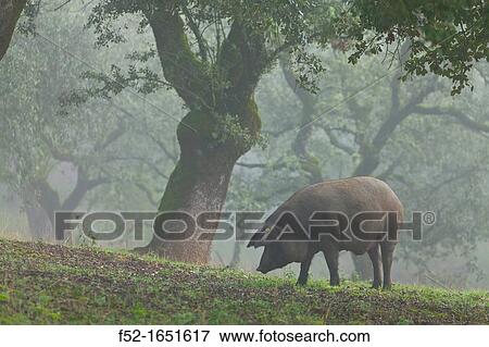 Stock Photo - IBERIAN PIG, Sierra de Aracena Natural Park, Huelva, Andalucia, Spain, Europe. Fotosearch