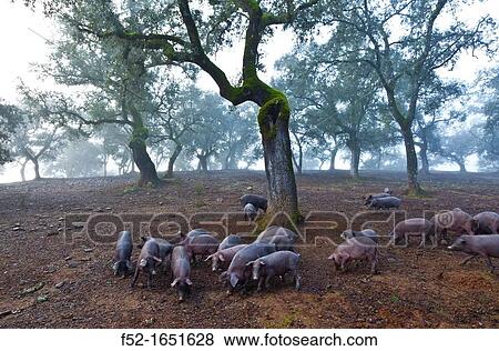 IBERIAN PIG, Sierra de Aracena Natural Park, Huelva, Andalucia, Spain, Europe View Large Photo Image Stock Photo - IBERIAN PIG, Sierra de Aracena Natural Park, Huelva, Andalucia, Spain, Europe. Fotosearch