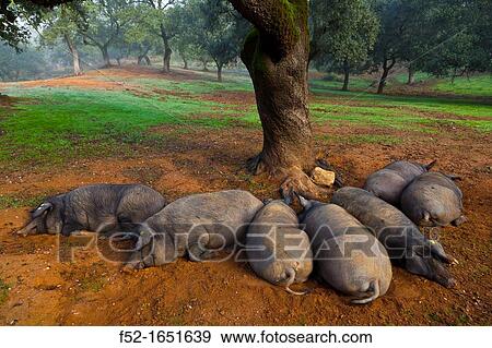 IBERIAN PIG, Sierra de Aracena Natural Park, Huelva, Andalucia, Spain, Europe View Large Photo Image Stock Photo - IBERIAN PIG, Sierra de Aracena Natural Park, Huelva, Andalucia, Spain, Europe. Fotosearch