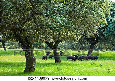IBERIAN PIG Sus scrofa domestica, Monfrague National Park, Caceres, Extremadura, Spain, Europe. View Large Photo Image Stock Photo - IBERIAN PIG Sus scrofa domestica, Monfrague National Park, Caceres, Extremadura, Spain, Europe.. Fotosearch