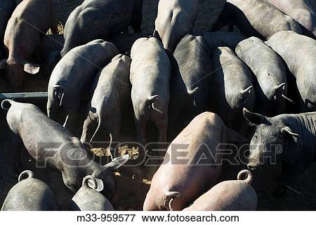 Iberian pigs. Badajoz province, Extremadura, Spain View Large Photo Image Stock Photo - Iberian pigs. Badajoz province, Extremadura, Spain. Fotosearch