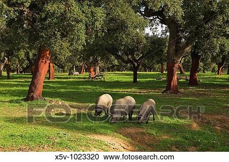 Stock Image - Iberian pigs grazing on pastures of cork. Aracena Nature Park. Fotosearch