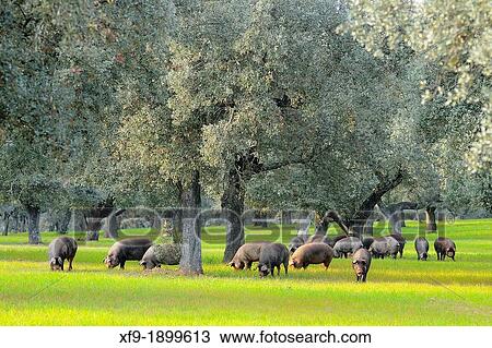 Iberian pigs in dehesa Badajoz province Extremaura Spain View Large Photo Image Stock Image - Iberian pigs in dehesa Badajoz province Extremaura Spain. Fotosearch