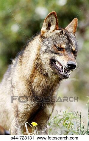 Iberian Wolf (Canis lupus signatus) View Large Photo Image Stock Image - Iberian Wolf (Canis lupus signatus). Fotosearch