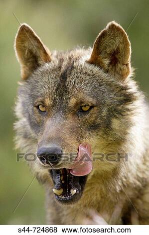 Iberian Wolf (Canis lupus signatus) View Large Photo Image Stock Photo - Iberian Wolf (Canis lupus signatus). Fotosearch