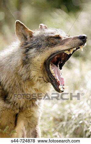 Iberian Wolf (Canis lupus signatus) View Large Photo Image Stock Photo - Iberian Wolf (Canis lupus signatus). Fotosearch