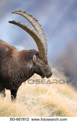 Ibex (Capra ibex). Gran Paradiso National Park, Italy. View Large Photo Image Stock Image - Ibex (Capra ibex). Gran Paradiso National Park, Italy.. Fotosearch