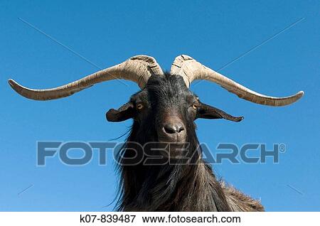 Ibex, Gorges du Verdon, Provence, France. View Large Photo Image Stock Photo - Ibex, Gorges du Verdon, Provence, France.. Fotosearch