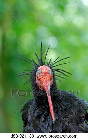 ibis chauve Northern Bald Ibis, Hermit Ibis, or Waldrapp Geronticus eremita Ordre Ciconiiformes Famille Threskiornithidae View Large Photo Image Stock Image - ibis chauve Northern Bald Ibis, Hermit Ibis, or Waldrapp Geronticus eremita Ordre Ciconiiformes Famille Threskiornithidae. Fotosearch