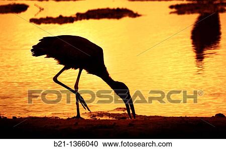 Ibis, Okavango Delta, Moremi Game Reserve, Botswana View Large Photo Image Stock Image - Ibis, Okavango Delta, Moremi Game Reserve, Botswana. Fotosearch