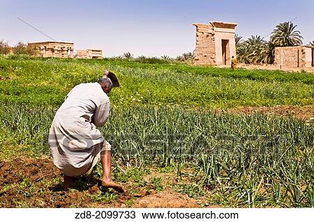 ibis temple in kharga oasis. egypt. View Large Photo Image Stock Image - ibis temple in kharga oasis. egypt.. Fotosearch