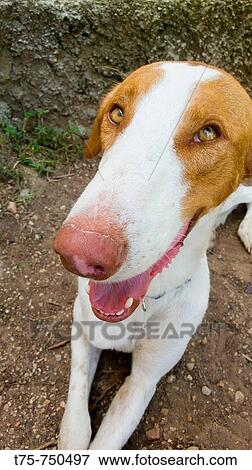 Stock Photo - Ibizan hound. Fotosearch