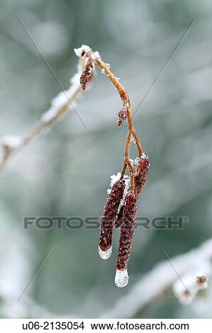 Ice and snow encrusting old male flowers on speckled alder in Canada View Large Photo Image Picture - Ice and snow encrusting old male flowers on speckled alder in Canada. Fotosearch