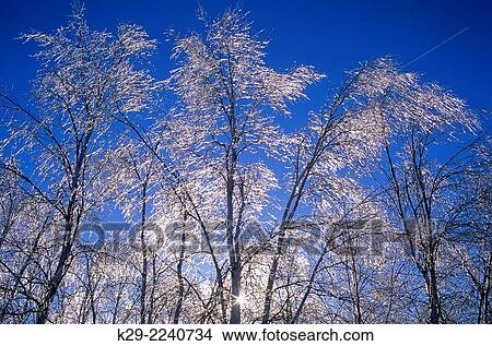 Ice coated birch trees, Greater Sudbury, Ontario, Canada. View Large Photo Image Picture - Ice coated birch trees, Greater Sudbury, Ontario, Canada.. Fotosearch