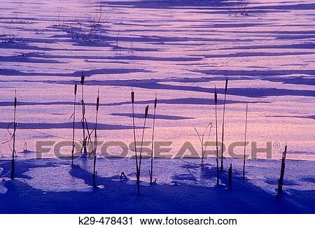 Ice coated cattails (Typha spp. ) silhouetted against ice patterns after sunset near Kelly Lake. Sudbury, Ontario, Canada View Large Photo Image Stock Image - Ice coated cattails (Typha spp. ) silhouetted against ice patterns after sunset near Kelly Lake. Sudbury, Ontario, Canada. Fotosearch