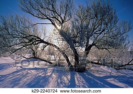 Ice coated willow trees, Greater Sudbury, Ontario, Canada. View Large Photo Image Picture - Ice coated willow trees, Greater Sudbury, Ontario, Canada.. Fotosearch