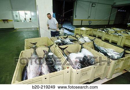Stock Photo - Ice. Fish Exchange. Getaria. Guipzcoa. Euskadi. Spain. Fotosearch