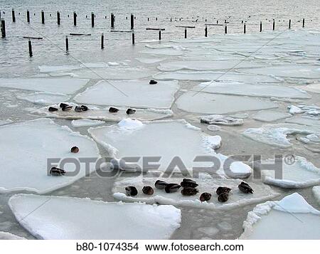 Ice floes, ducks, the Baltic Sea, Kiel, Germany View Large Photo Image Picture - Ice floes, ducks, the Baltic Sea, Kiel, Germany. Fotosearch