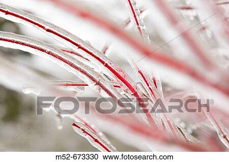 Stock Image - Ice on tree. Fotosearch