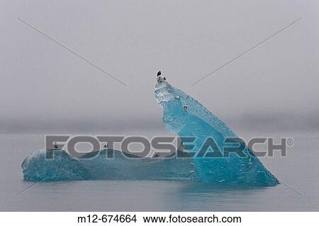 Icebergs drift down Tracy Arm after calving from North Sawyer Glacier. Alaska, USA View Large Photo Image Picture - Icebergs drift down Tracy Arm after calving from North Sawyer Glacier. Alaska, USA. Fotosearch