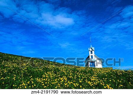 ICELAND, EAST COAST, STODVARFJODUR VILLAGE, OLD CHURCH IN BUTTERCUP FIELD (CONVERTED INTO B & B). View Large Photo Image Stock Image - ICELAND, EAST COAST, STODVARFJODUR VILLAGE, OLD CHURCH IN BUTTERCUP FIELD (CONVERTED INTO B & B).. Fotosearch