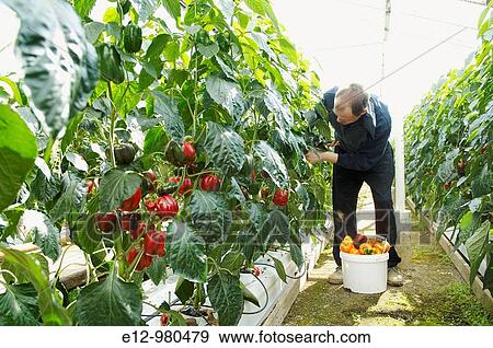Iceland, Hveragerdi city greenhouses growing pepperoni. View Large Photo Image Stock Photo - Iceland, Hveragerdi city greenhouses growing pepperoni.. Fotosearch