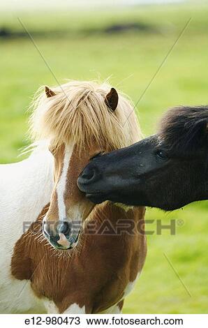 Iceland, Icelandic horses. View Large Photo Image Stock Image - Iceland, Icelandic horses.. Fotosearch