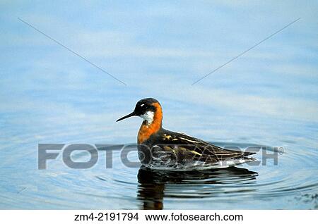 ICELAND, MYVATN LAKE, PHALAROPE, FEMALE. View Large Photo Image Picture - ICELAND, MYVATN LAKE, PHALAROPE, FEMALE.. Fotosearch