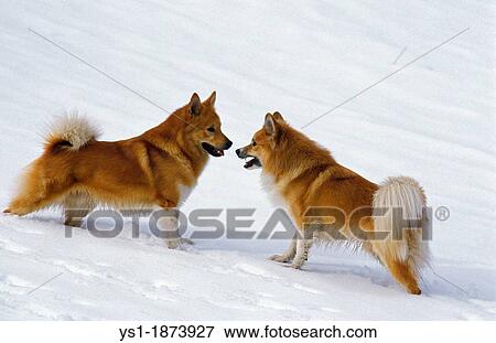 Iceland or Icelandic Sheepdog, Dogs standing in Snow View Large Photo Image Stock Photo - Iceland or Icelandic Sheepdog, Dogs standing in Snow. Fotosearch