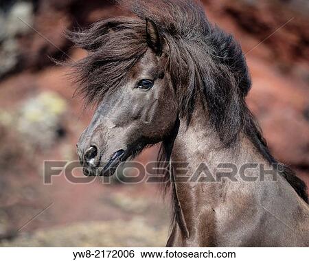 Stock Photograph - Icelandic Black Stallion, Iceland.. Fotosearch
