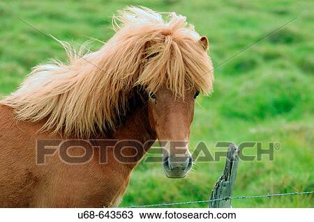 Icelandic horse. Countryside near Hofn. Iceland. View Large Photo Image Stock Image - Icelandic horse. Countryside near Hofn. Iceland.. Fotosearch