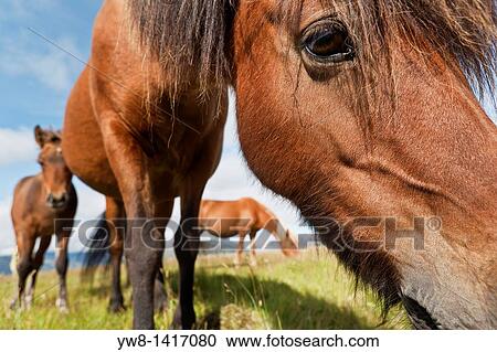 Stock Image - Icelandic horse grazing, Iceland. Fotosearch