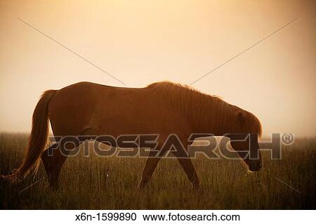 Icelandic horse Grundarfjordur, Ieland View Large Photo Image Stock Image - Icelandic horse Grundarfjordur, Ieland. Fotosearch