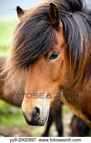 Icelandic Horse - Iceland. View Large Photo Image Stock Photo - Icelandic Horse - Iceland.. Fotosearch