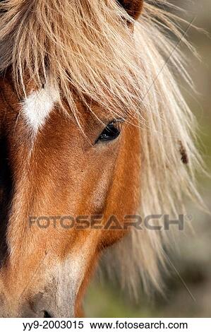 Stock Photography - Icelandic Horse - Iceland.. Fotosearch