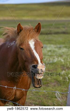 Icelandic horse neighing, Iceland The Icelandic purebred of horse was developed in Iceland and has many unique qualities View Large Photo Image Stock Image - Icelandic horse neighing, Iceland The Icelandic purebred of horse was developed in Iceland and has many unique qualities. Fotosearch