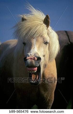 Icelandic horse, Skogar, Iceland. View Large Photo Image Stock Photograph - Icelandic horse, Skogar, Iceland.. Fotosearch