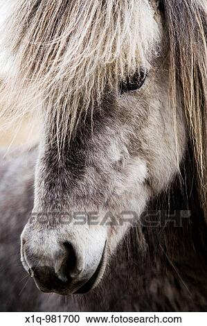 Icelandic horse South Iceland View Large Photo Image Stock Image - Icelandic horse South Iceland. Fotosearch