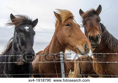 Icelandic horse standing on pastureland Iceland View Large Photo Image Stock Image - Icelandic horse standing on pastureland Iceland. Fotosearch