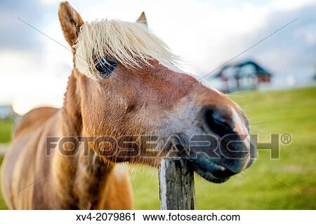 Stock Image - Icelandic horse.. Fotosearch