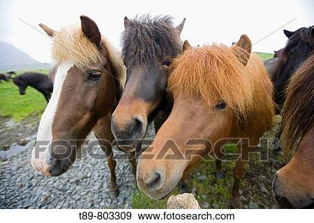 Icelandic Horse View Large Photo Image Stock Photo - Icelandic Horse. Fotosearch
