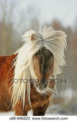 Stock Image - Icelandic horse. Sweden. Fotosearch