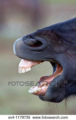 Stock Photography - Icelandic horses at Kleifarvam Nature Park South west of Iceland. Fotosearch