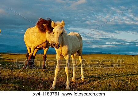 Icelandic horses at Nessbakki South Iceland View Large Photo Image Stock Image - Icelandic horses at Nessbakki South Iceland. Fotosearch