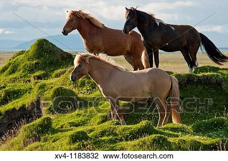 Icelandic horses at Vestur-Landeyjar South Iceland View Large Photo Image Stock Image - Icelandic horses at Vestur-Landeyjar South Iceland. Fotosearch