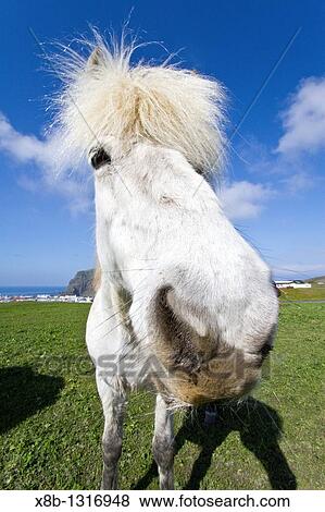 Icelandic horses on Heimaey Island, Iceland MORE INFO Although the horses are small, at times pony-sized, most registries for the Icelandic refer to it as a horse View Large Photo Image Stock Photo - Icelandic horses on Heimaey Island, Iceland MORE INFO Although the horses are small, at times pony-sized, most registries for the Icelandic refer to it as a horse. Fotosearch