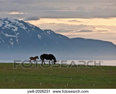 Stock Image - Icelandic Horses under the midnight sun, Iceland.. Fotosearch