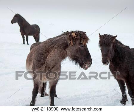 Stock Image - Icelandic horses with winter coats, Iceland.. Fotosearch